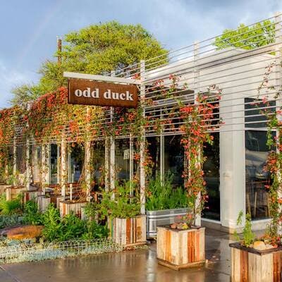 Odd Duck