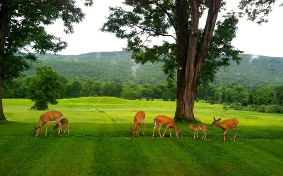 The Walpack Inn
