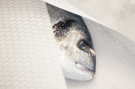 Beaucoup Fish