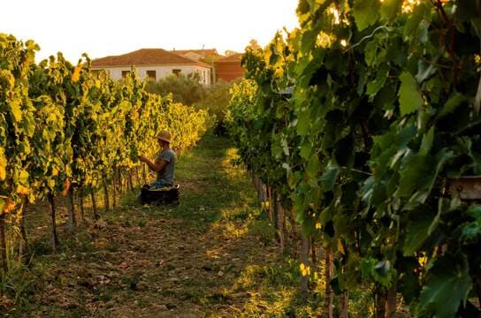 Grampsas Winery