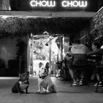 Chow Chow