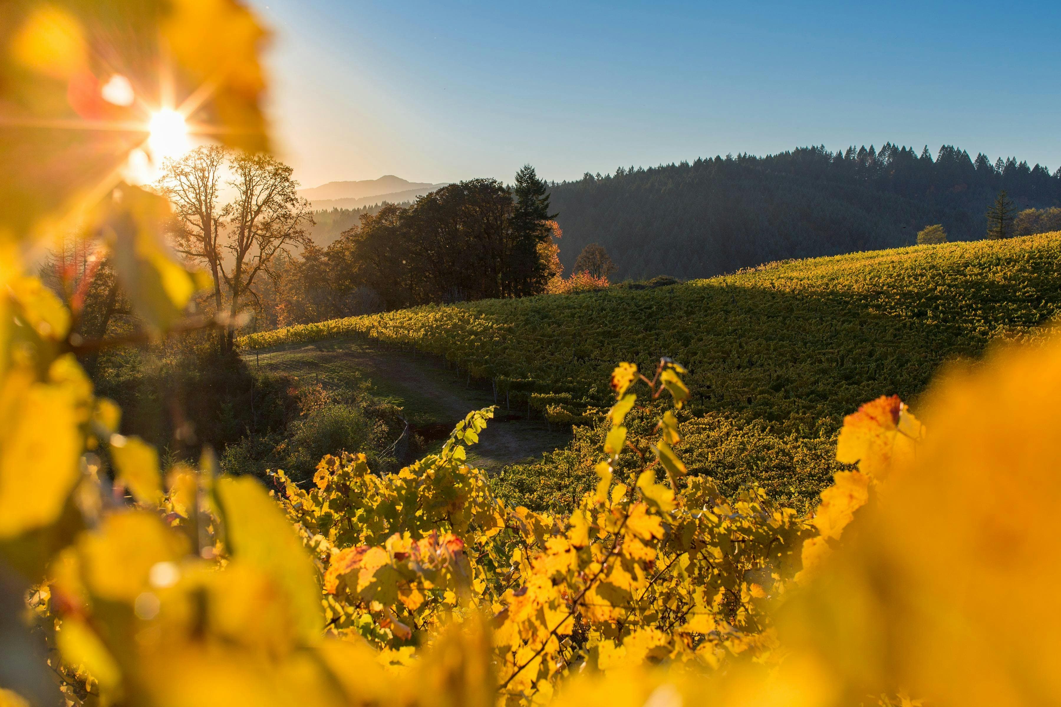 Elk Cove Vineyards
