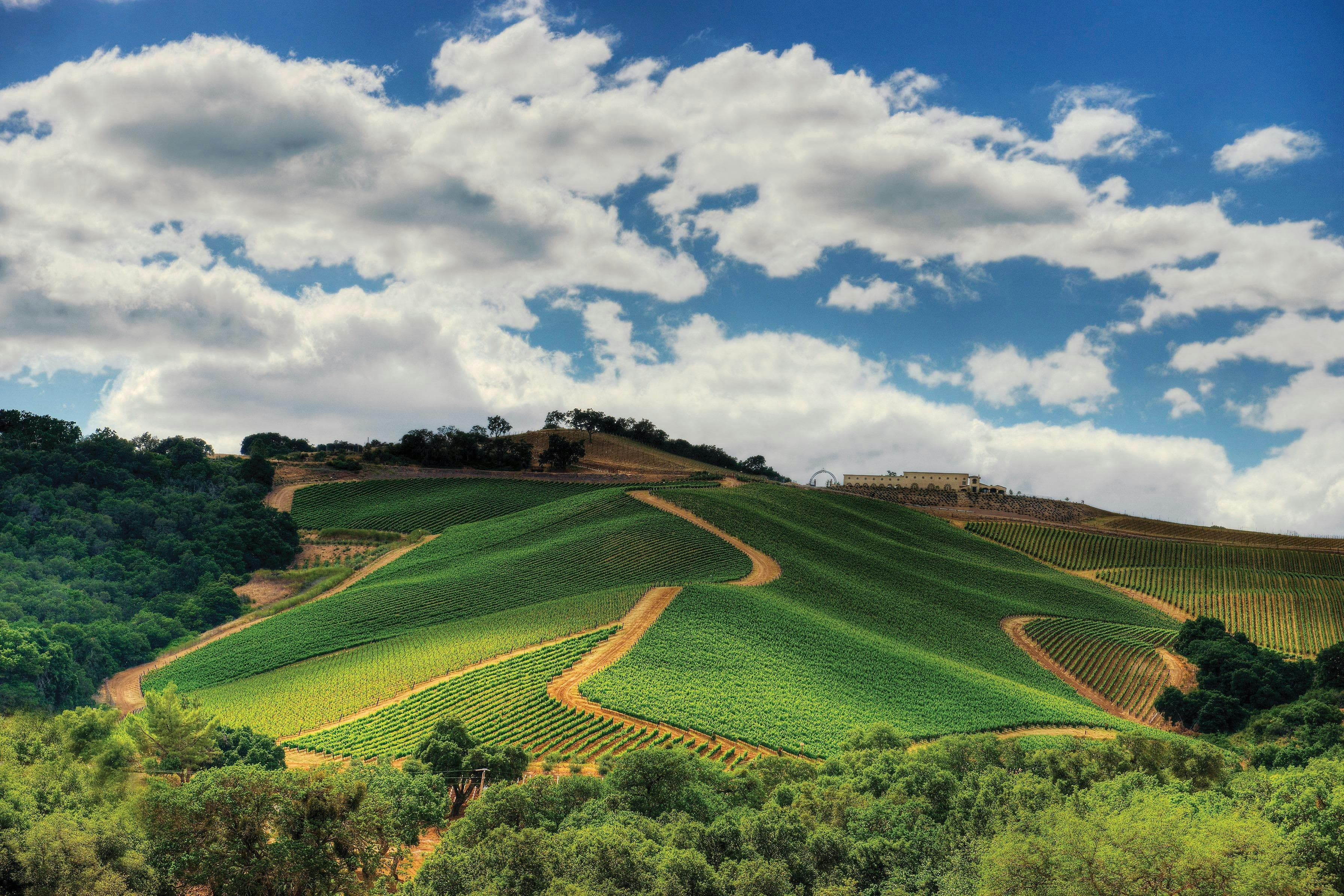 DAOU Vineyards