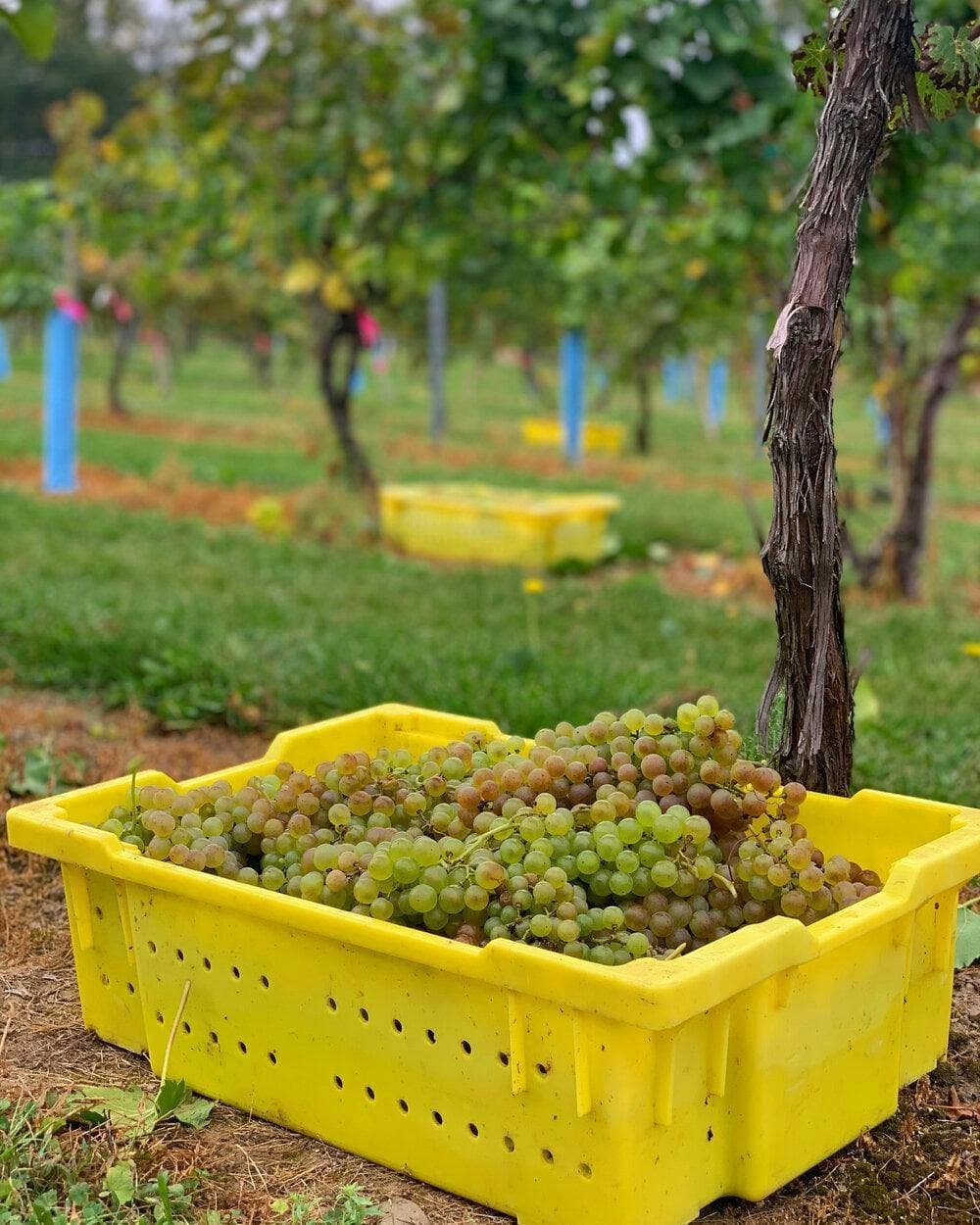 Hudson Chatham Winery