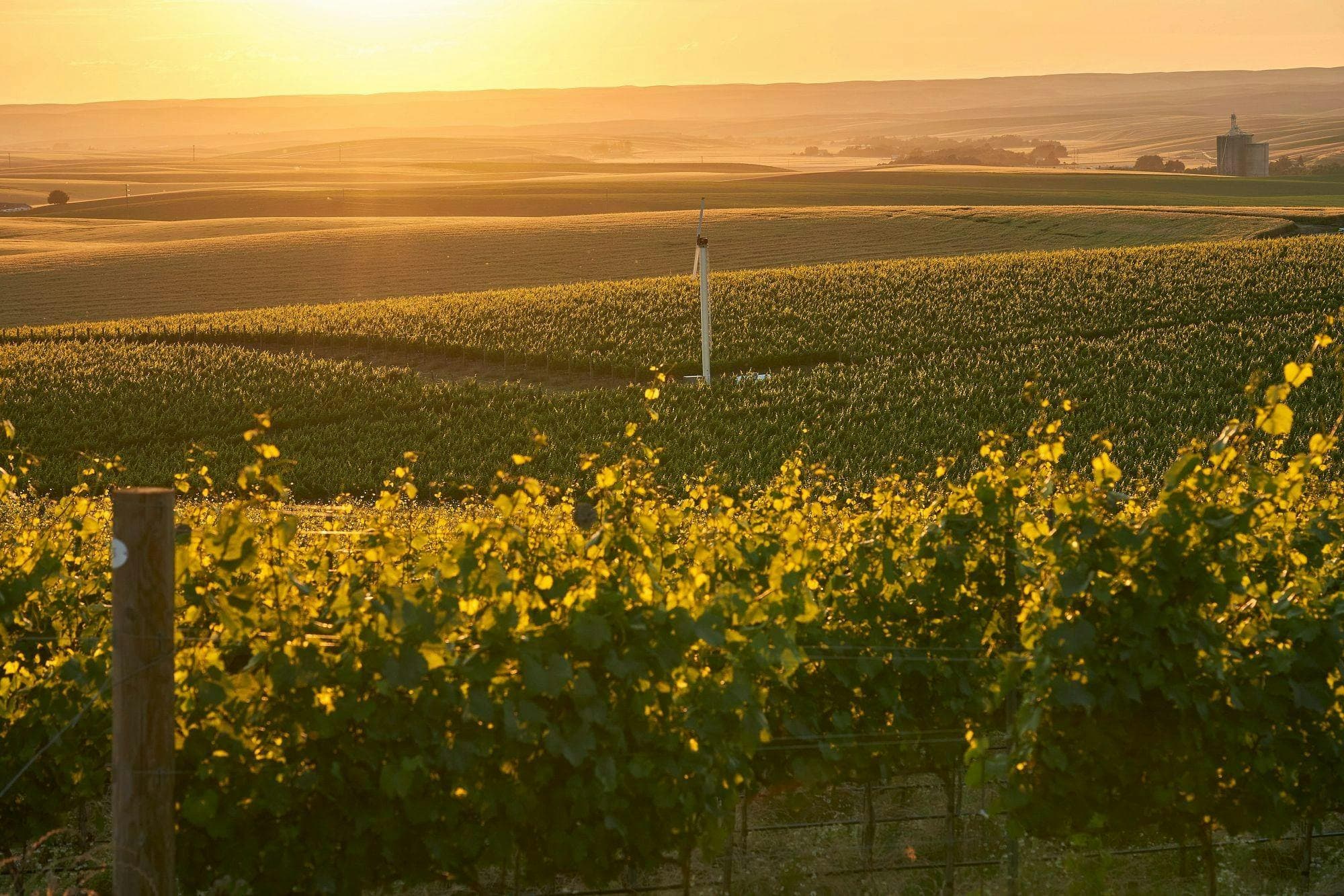 Jett Wines