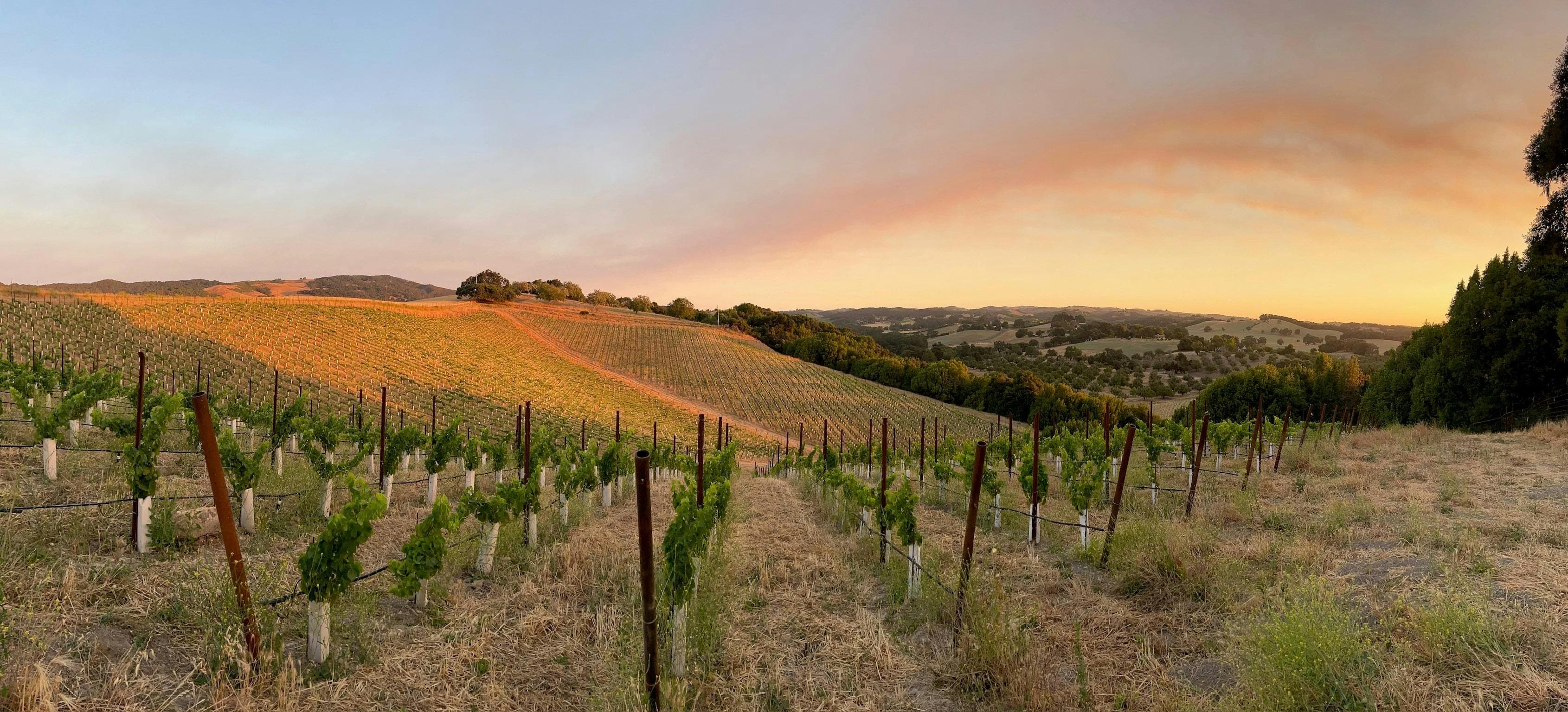 Creekcut Winery